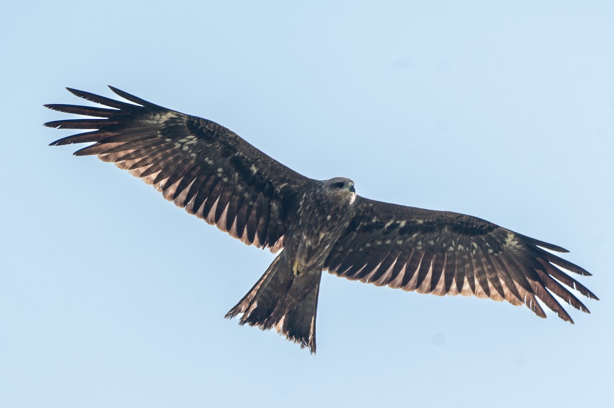 Black Kite - ML643278249
