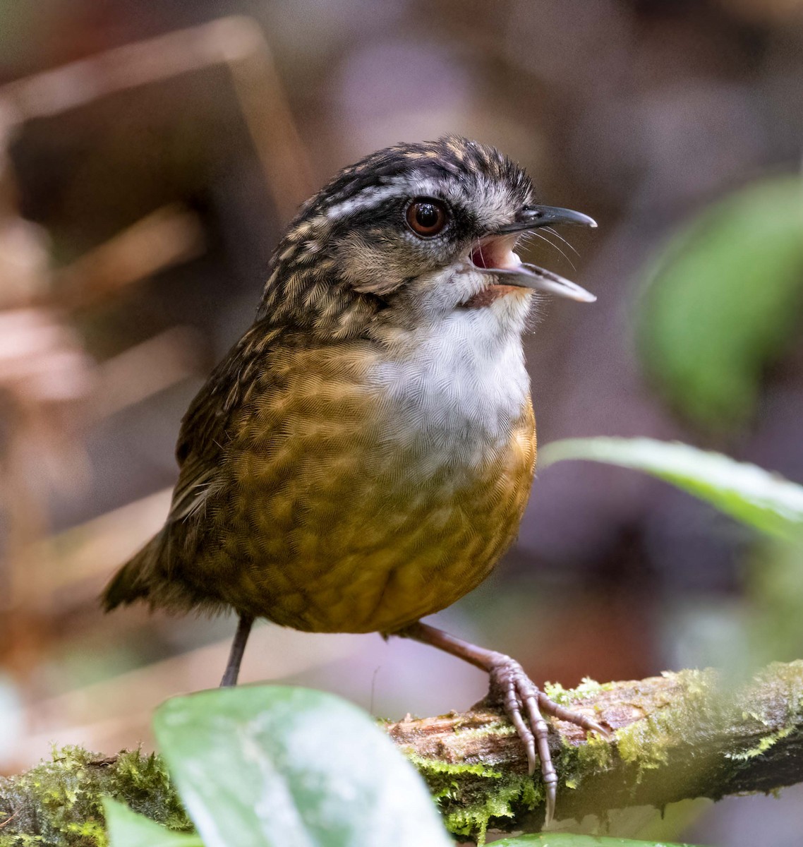 Mountain Wren-Babbler - ML643278251