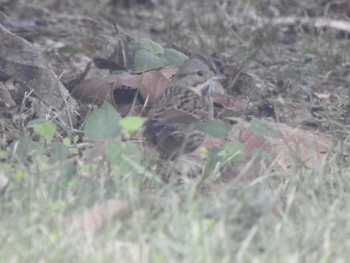 Lincoln's Sparrow - ML643278254