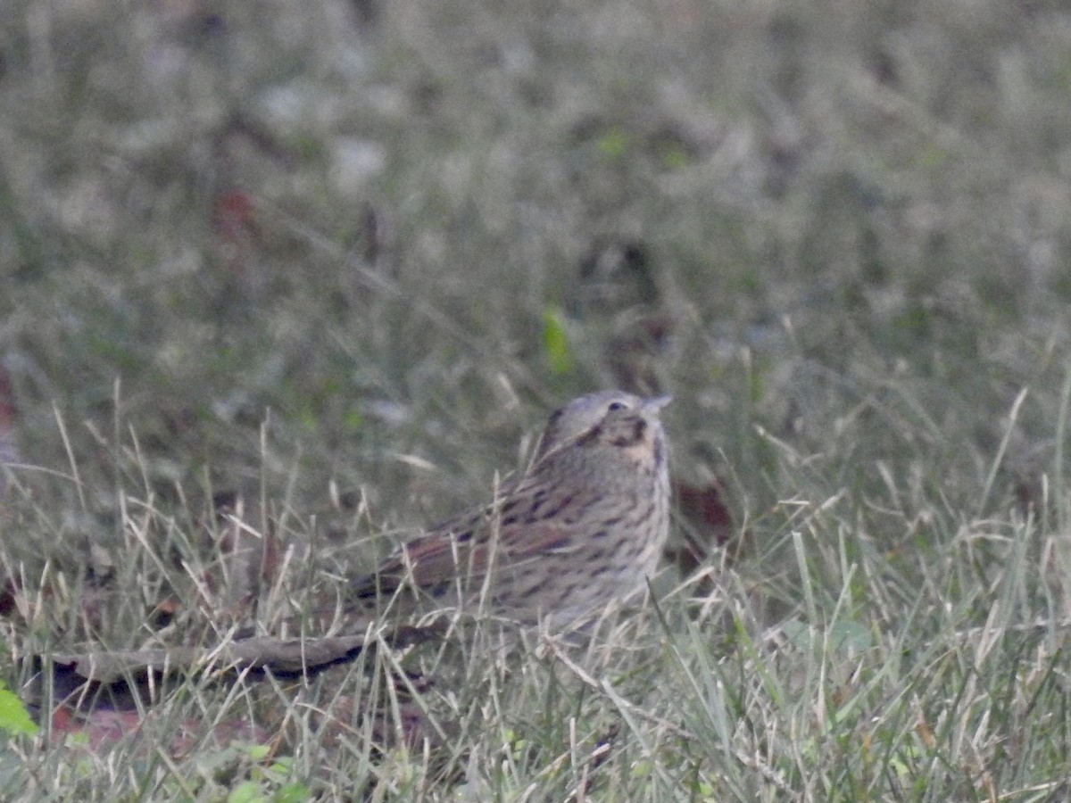 Lincoln's Sparrow - ML643278255
