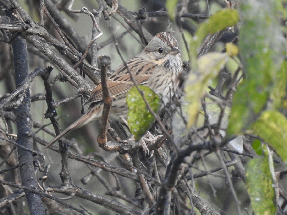 Lincoln's Sparrow - ML643278256