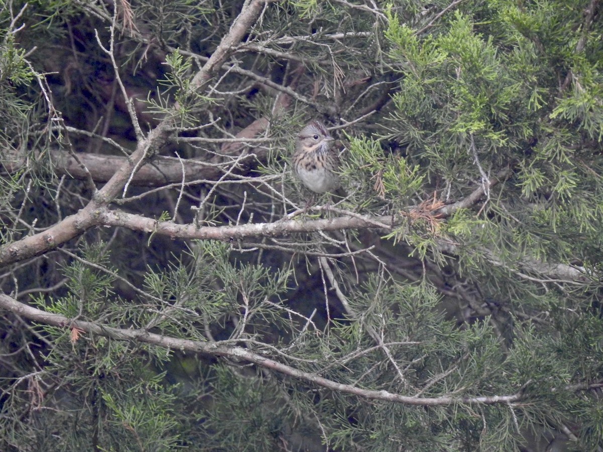 Lincoln's Sparrow - ML643278257