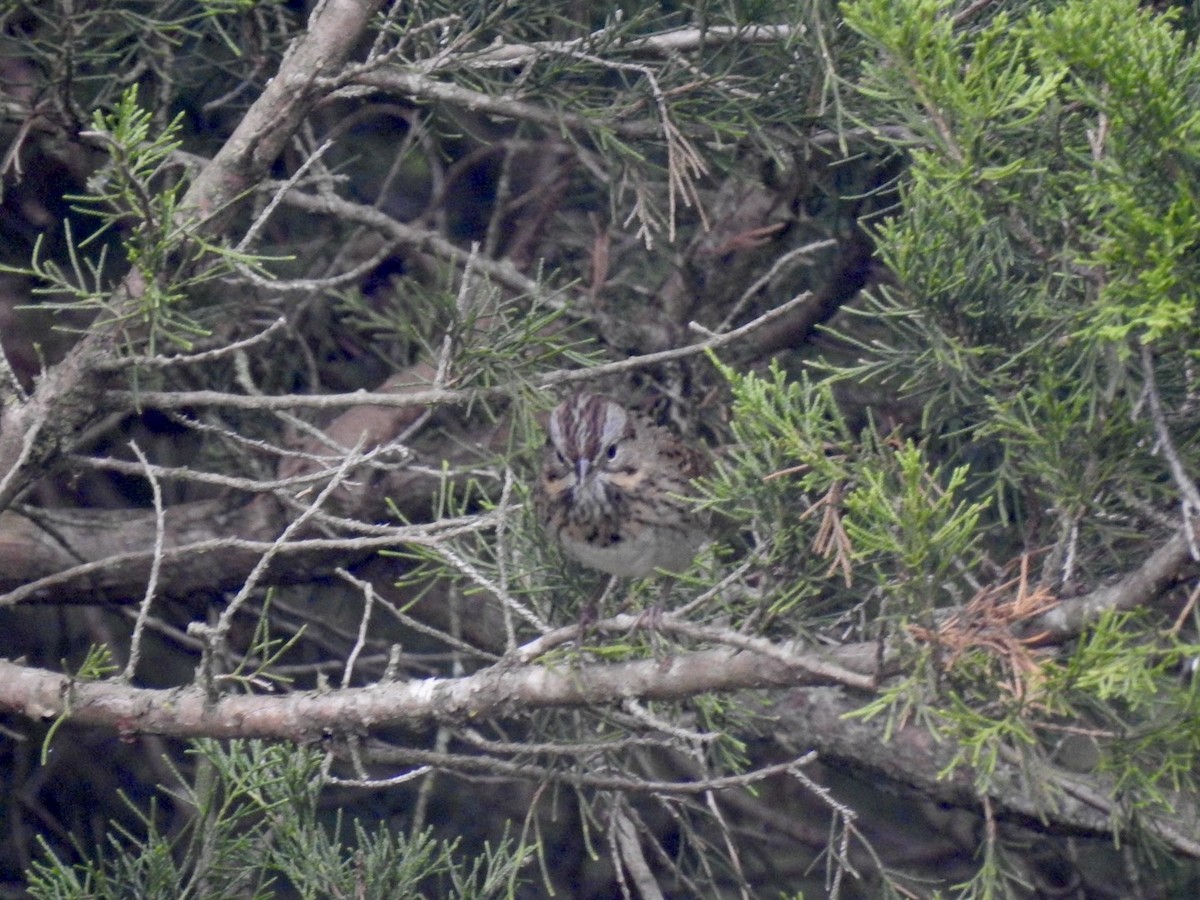 Lincoln's Sparrow - ML643278258
