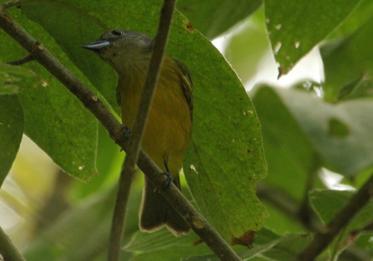 White-shouldered Tanager - ML643278276