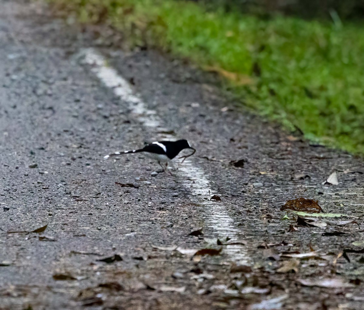 Bornean Forktail - ML643278297