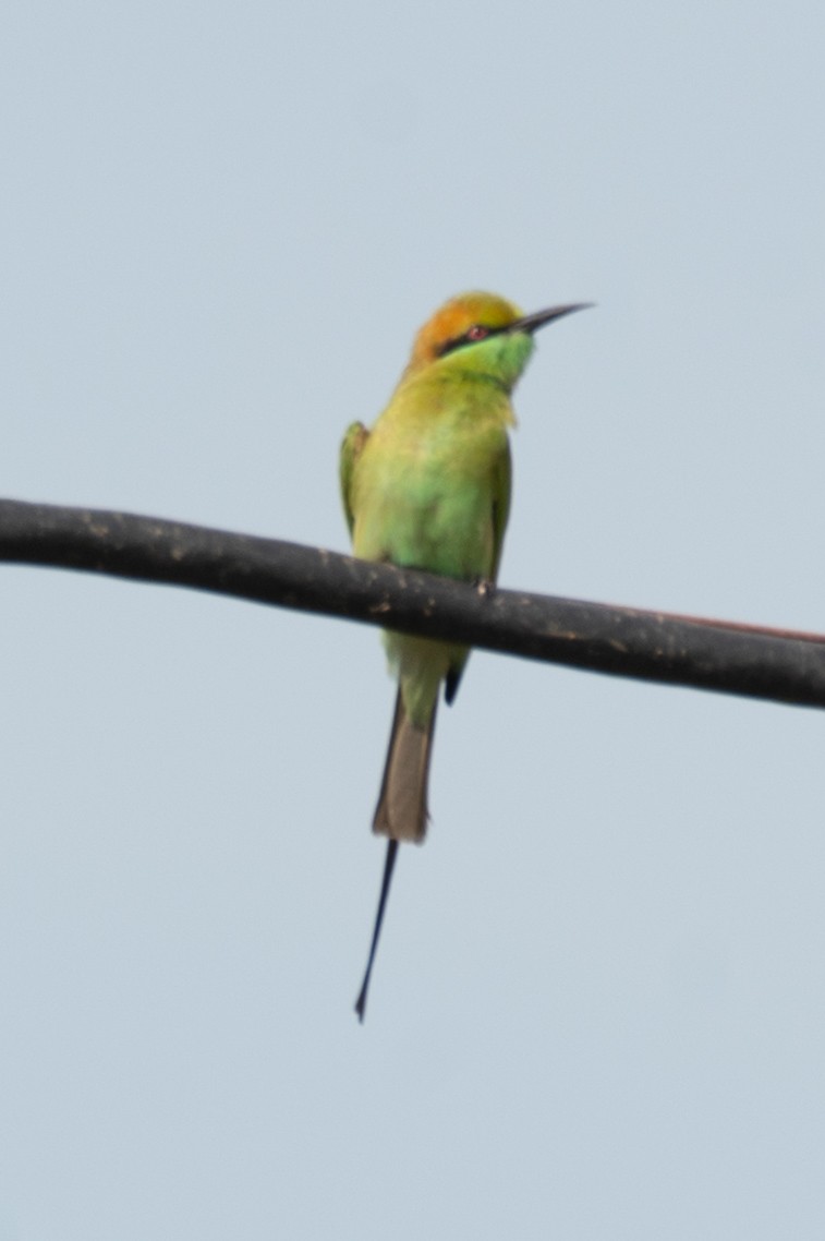 Asian Green Bee-eater - ML643278299
