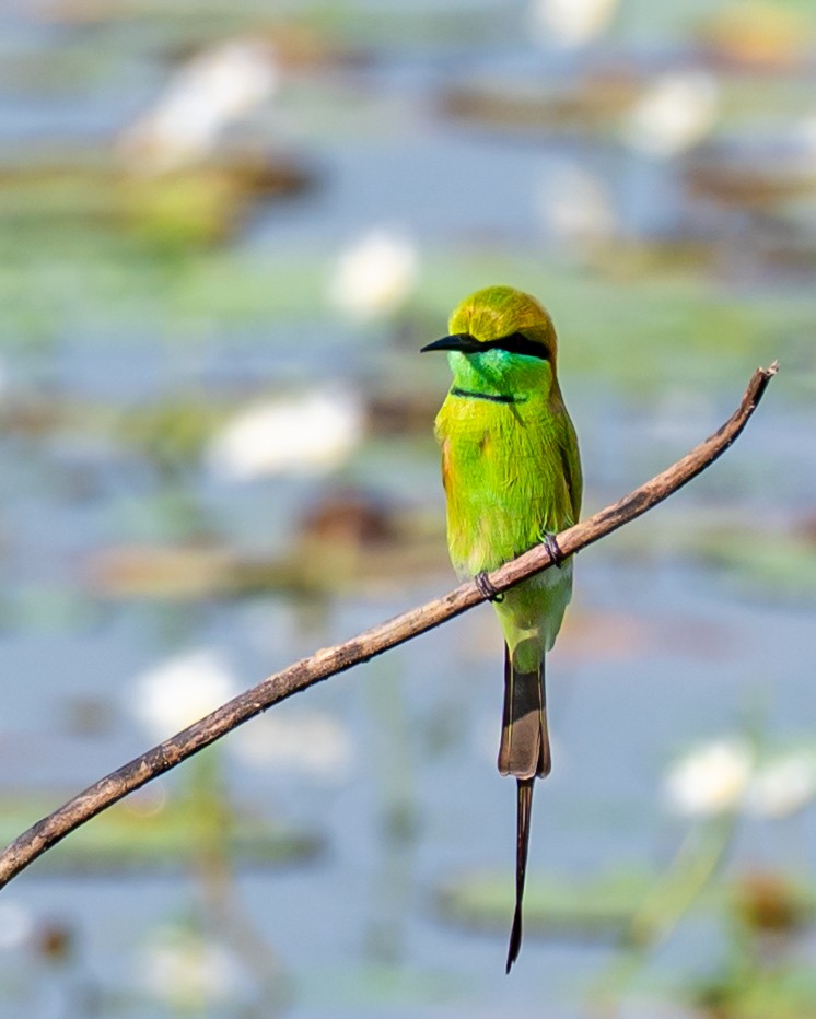 Asian Green Bee-eater - ML643278300
