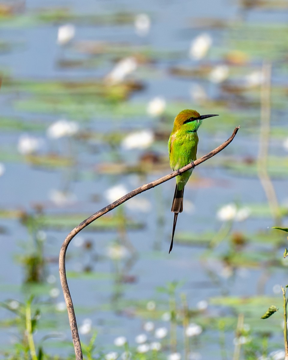 Asian Green Bee-eater - ML643278301