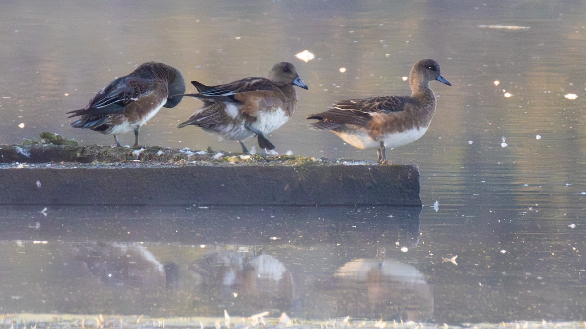 American Wigeon - ML643278314