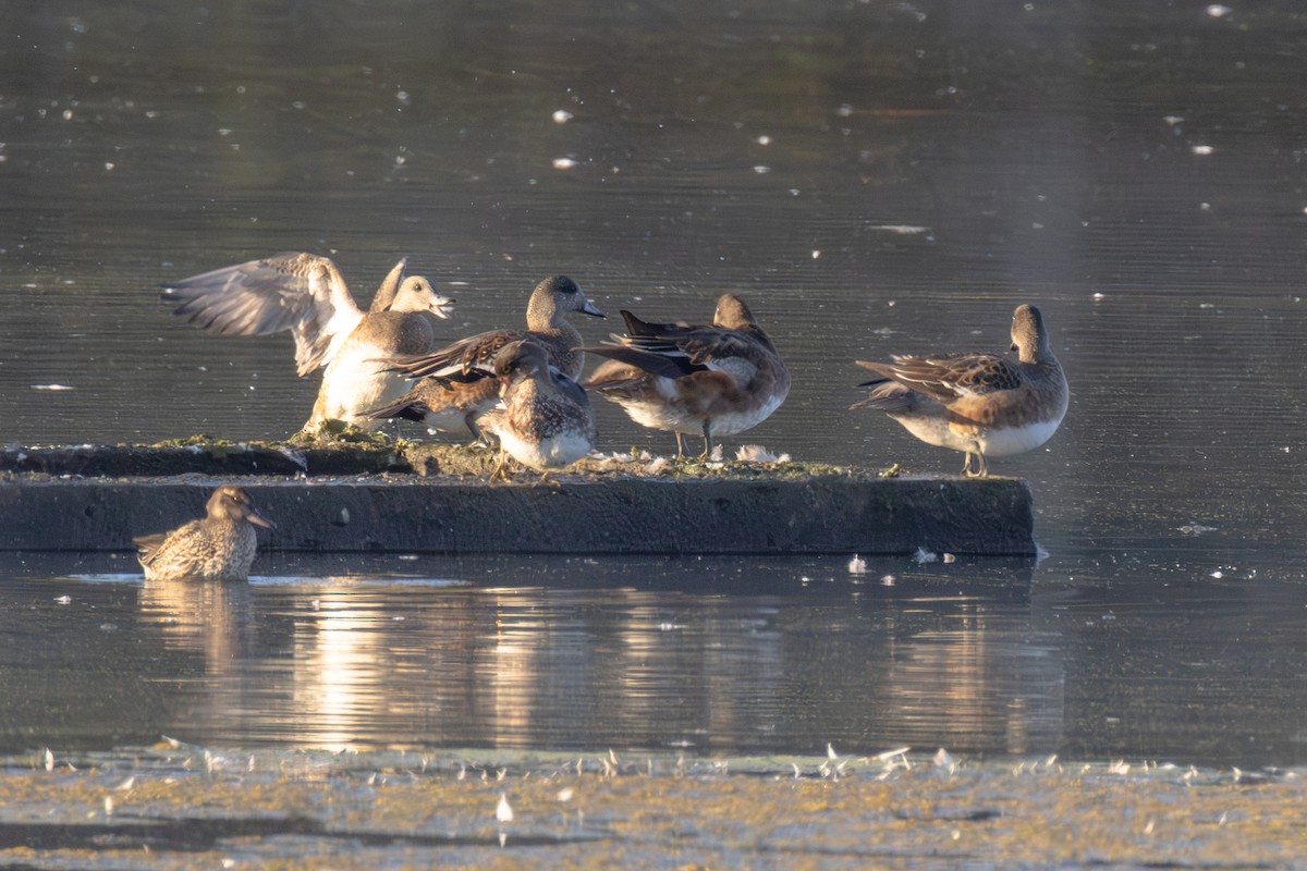 American Wigeon - ML643278315