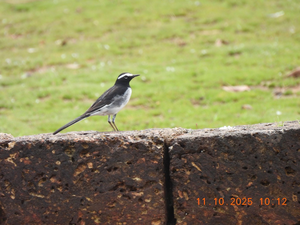 White-browed Wagtail - ML643278323