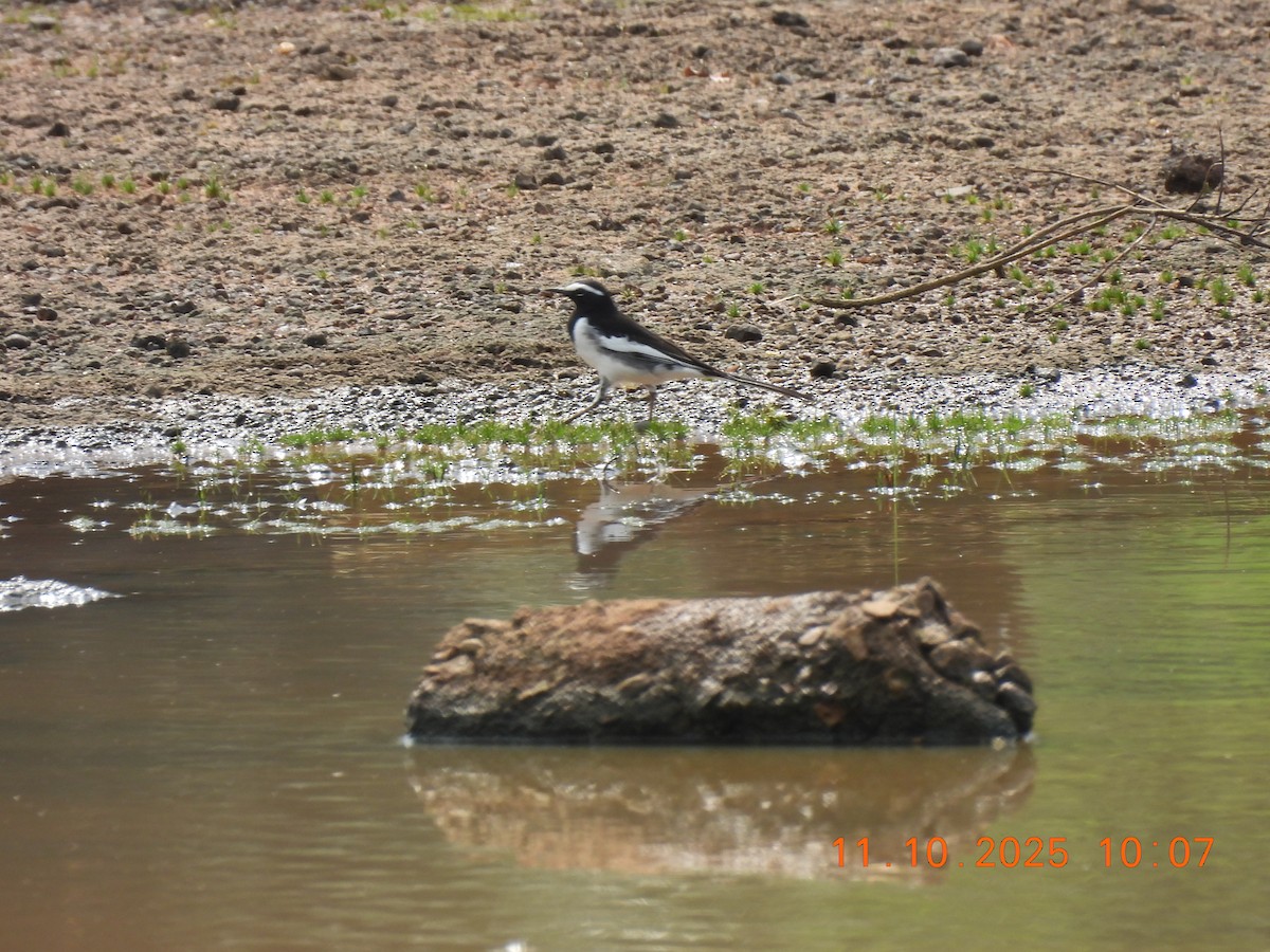 White-browed Wagtail - ML643278324