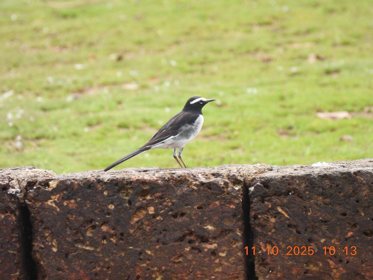 White-browed Wagtail - ML643278325