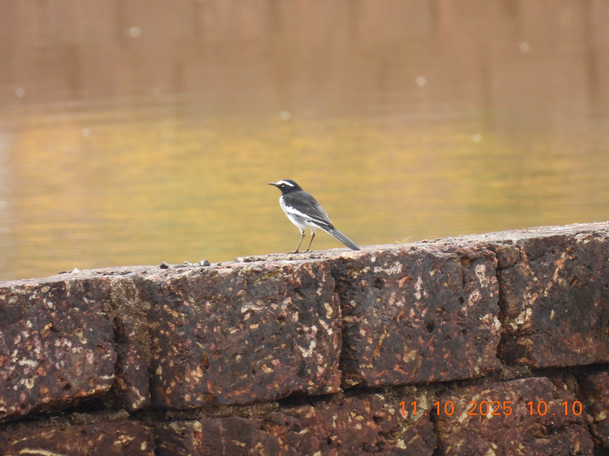 White-browed Wagtail - ML643278326