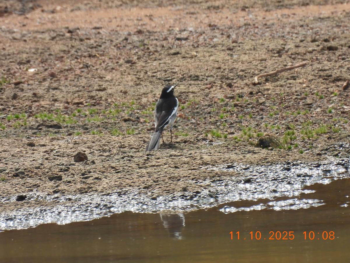 White-browed Wagtail - ML643278327