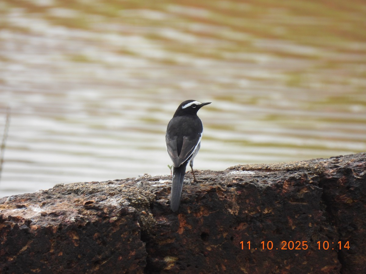White-browed Wagtail - ML643278328