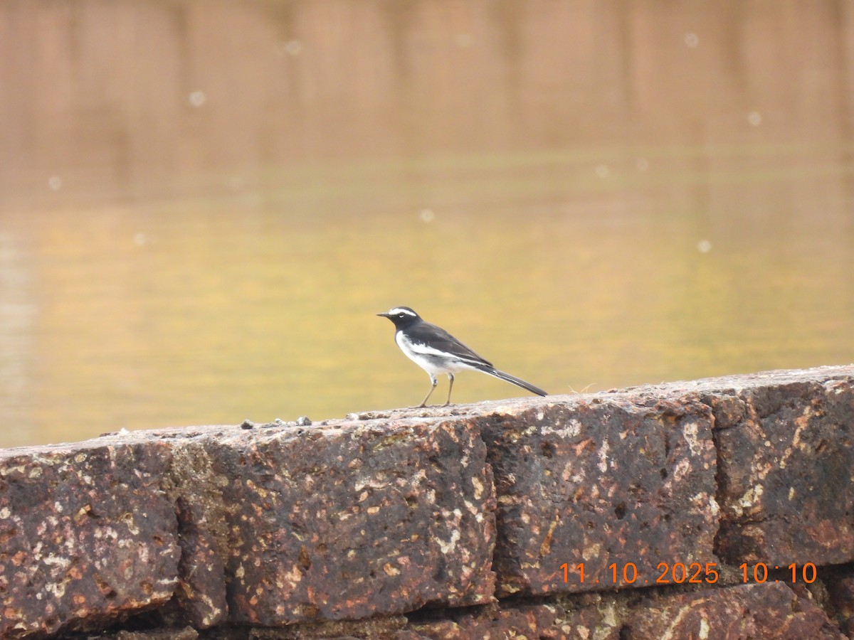 White-browed Wagtail - ML643278329