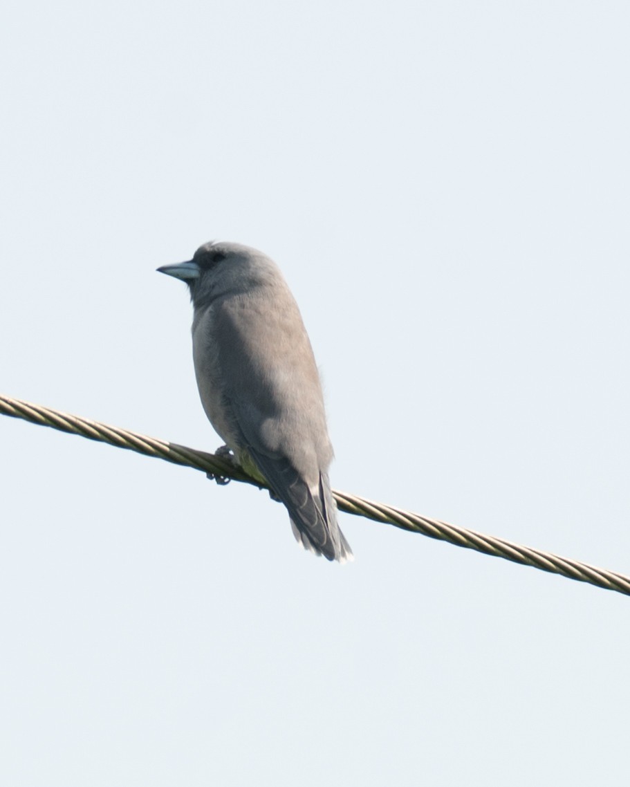 Ashy Woodswallow - ML643278338