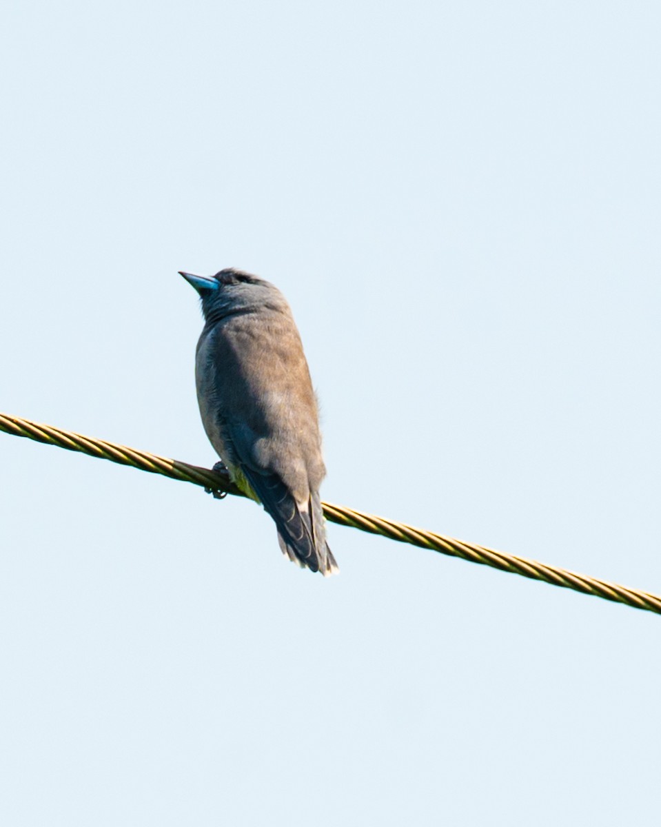 Ashy Woodswallow - ML643278339