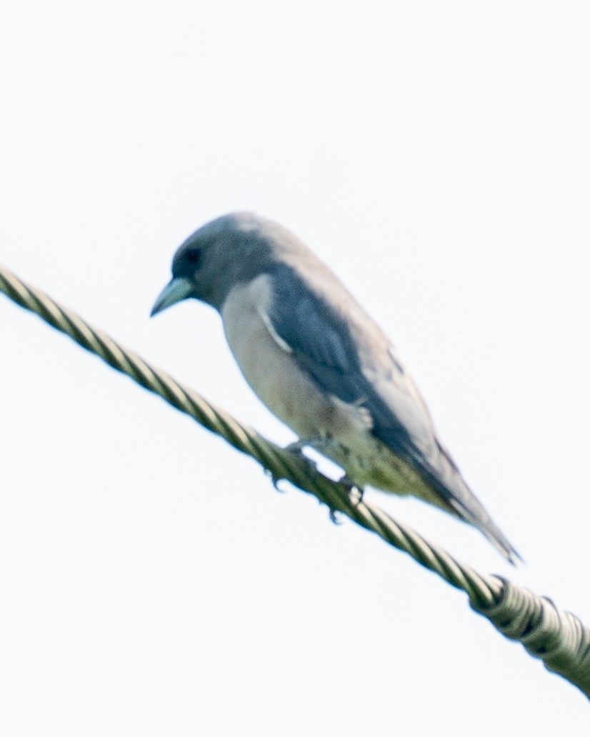 Ashy Woodswallow - ML643278340