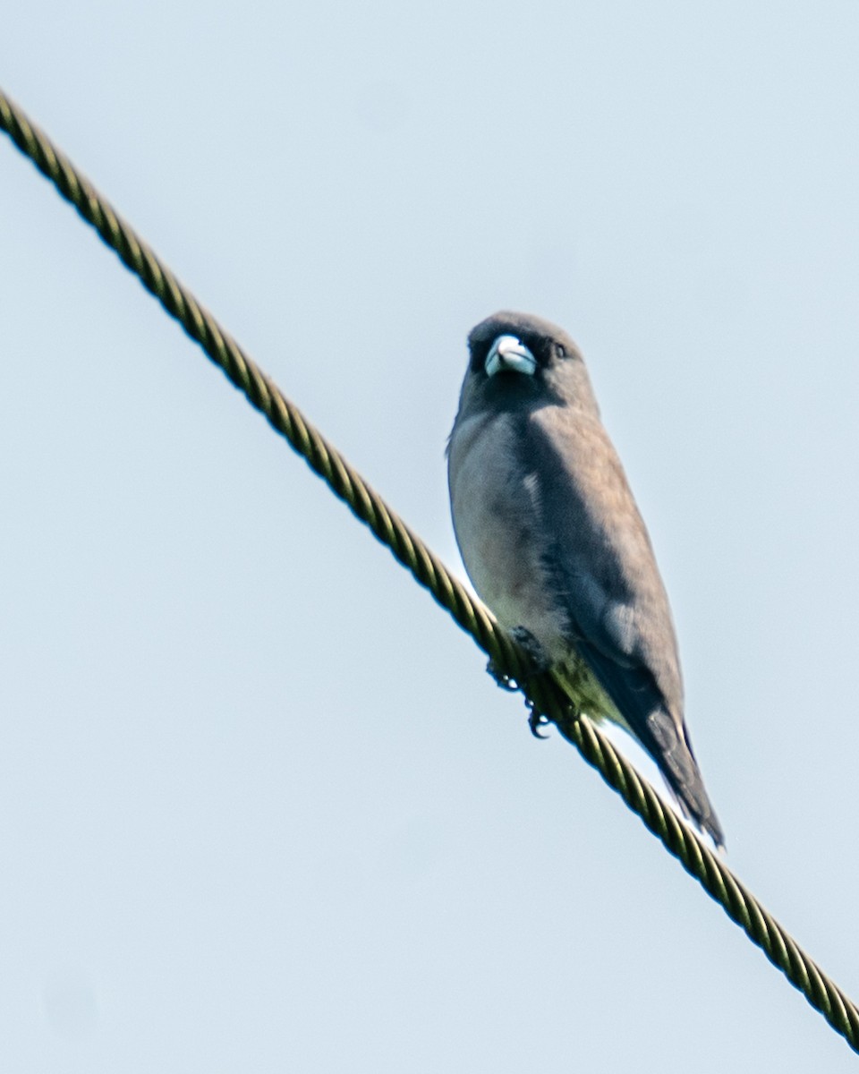 Ashy Woodswallow - ML643278341