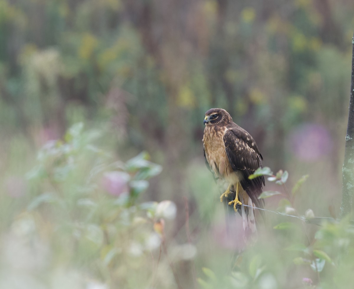Northern Harrier - ML643278366