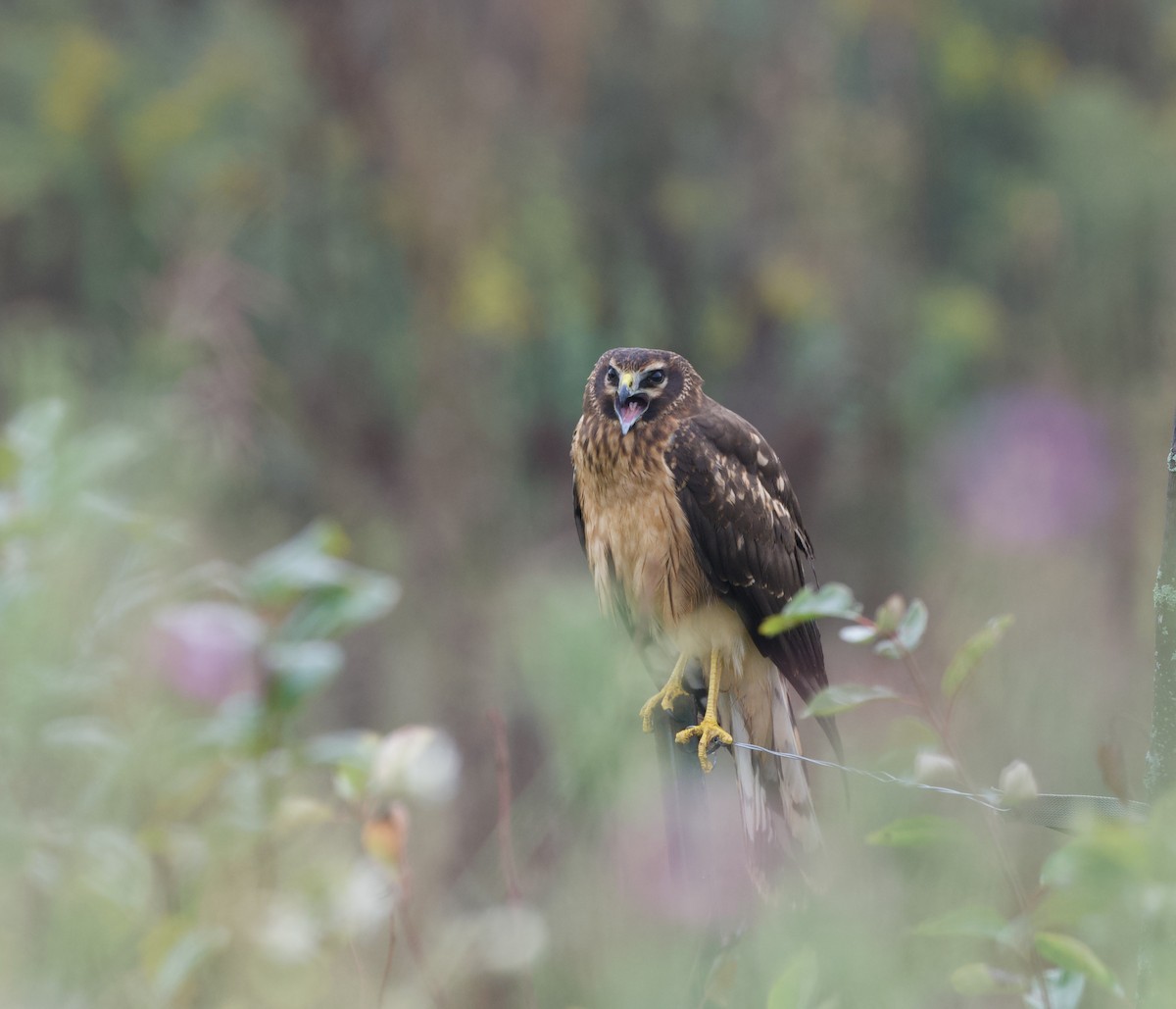 Northern Harrier - ML643278367