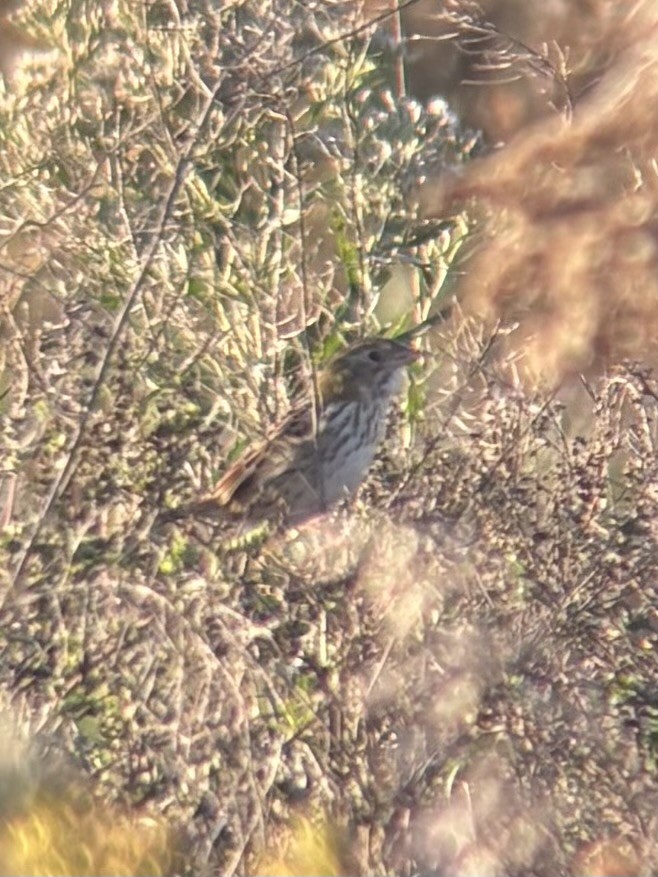 Henslow's Sparrow - ML643278386