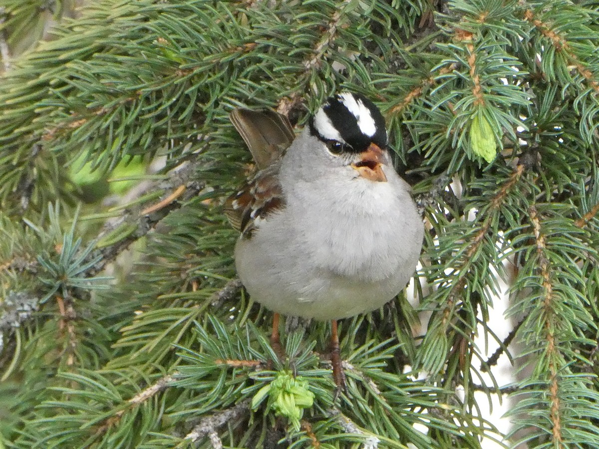 Dachsammer - ML643278390