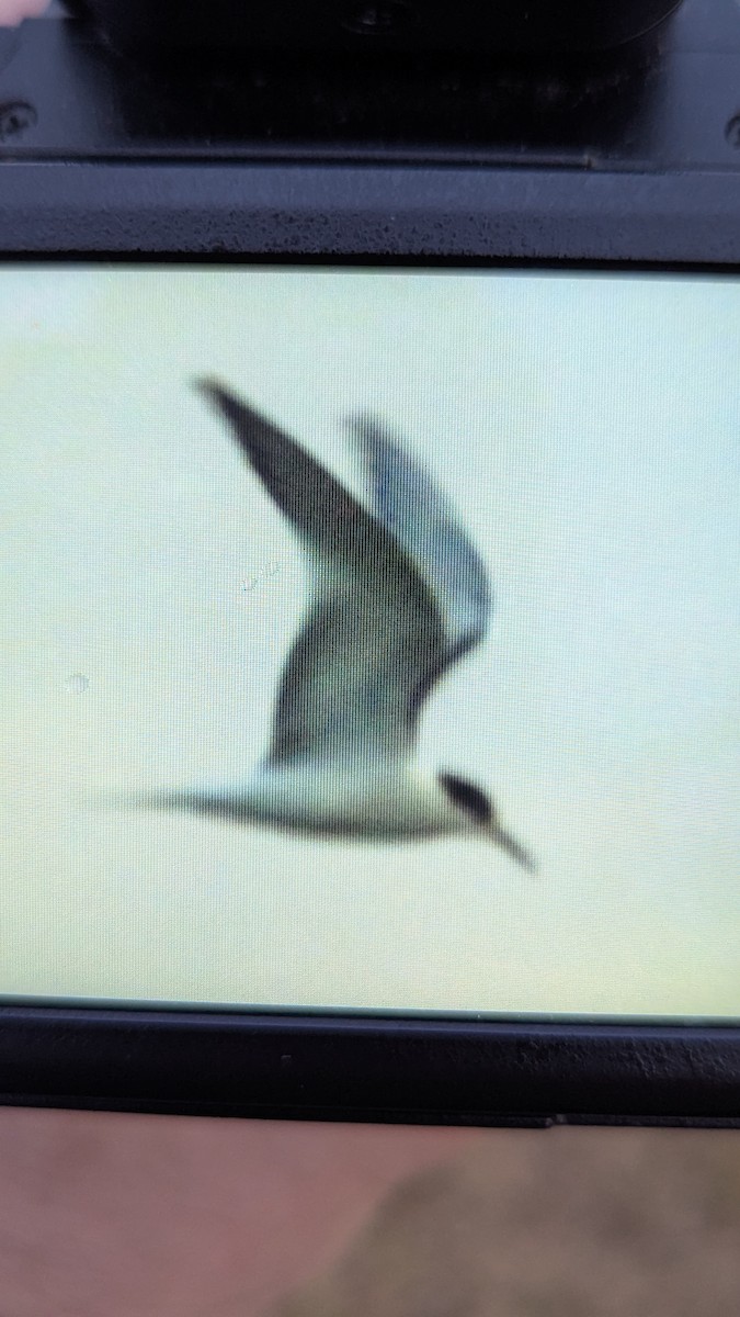 Common Tern - ML643278409