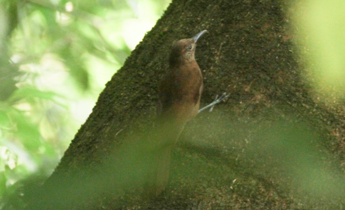 Plain-brown Woodcreeper - ML643278416