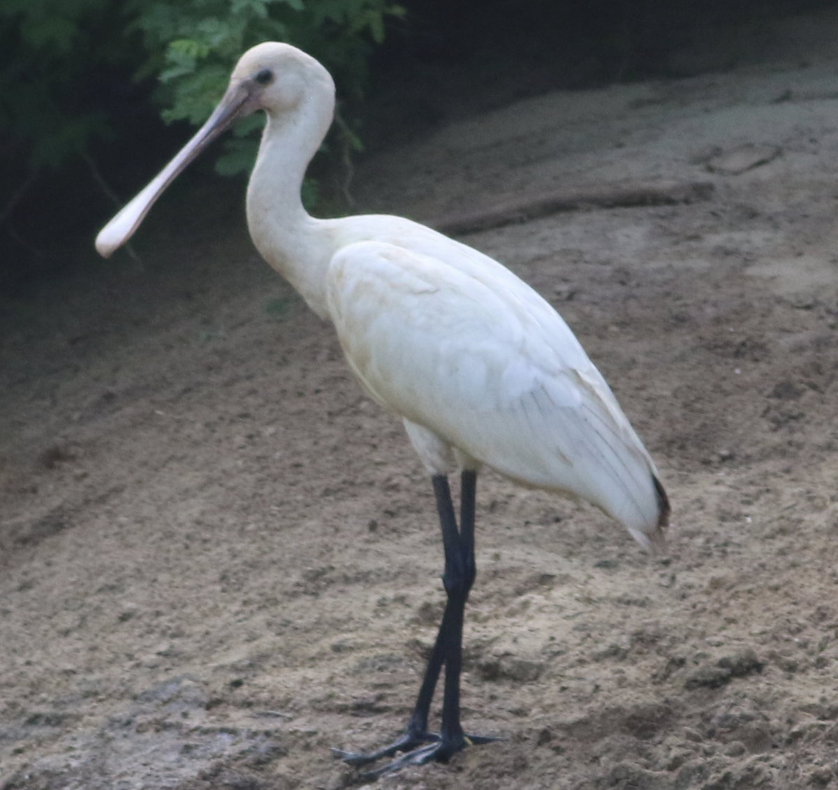 skjestork - ML643278435