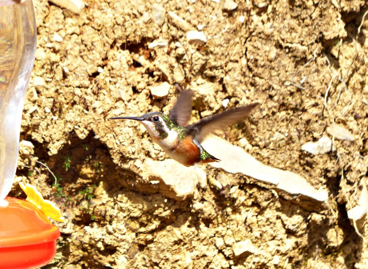 Colibri de Mulsant - ML643278456