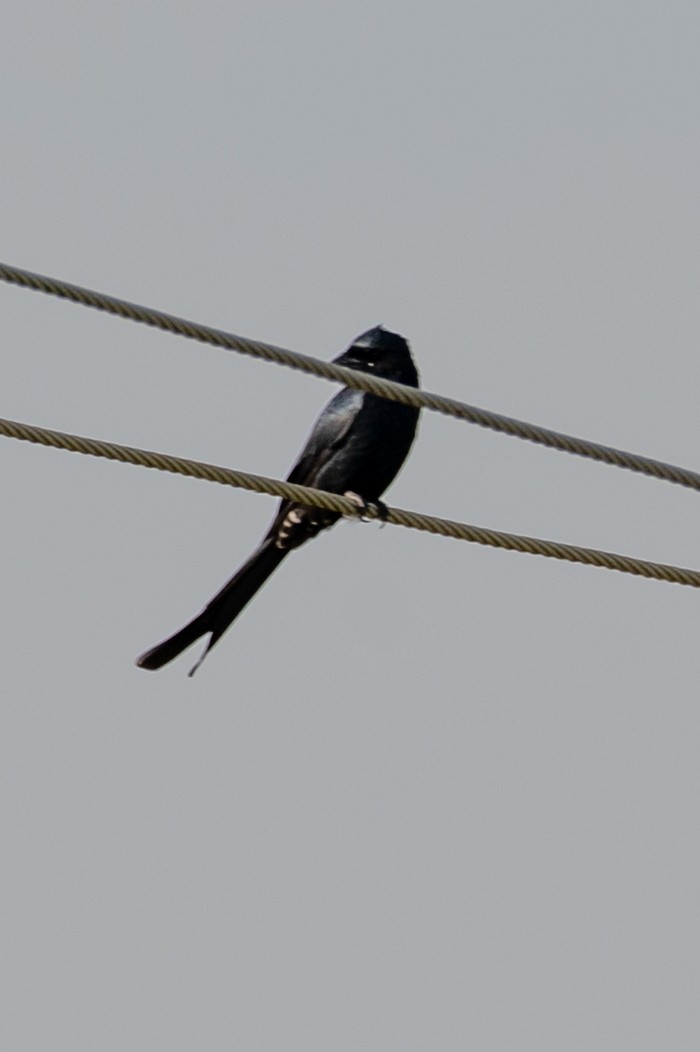 Black Drongo - ML643278460