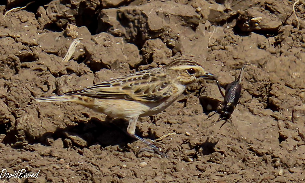 Whinchat - ML643278463