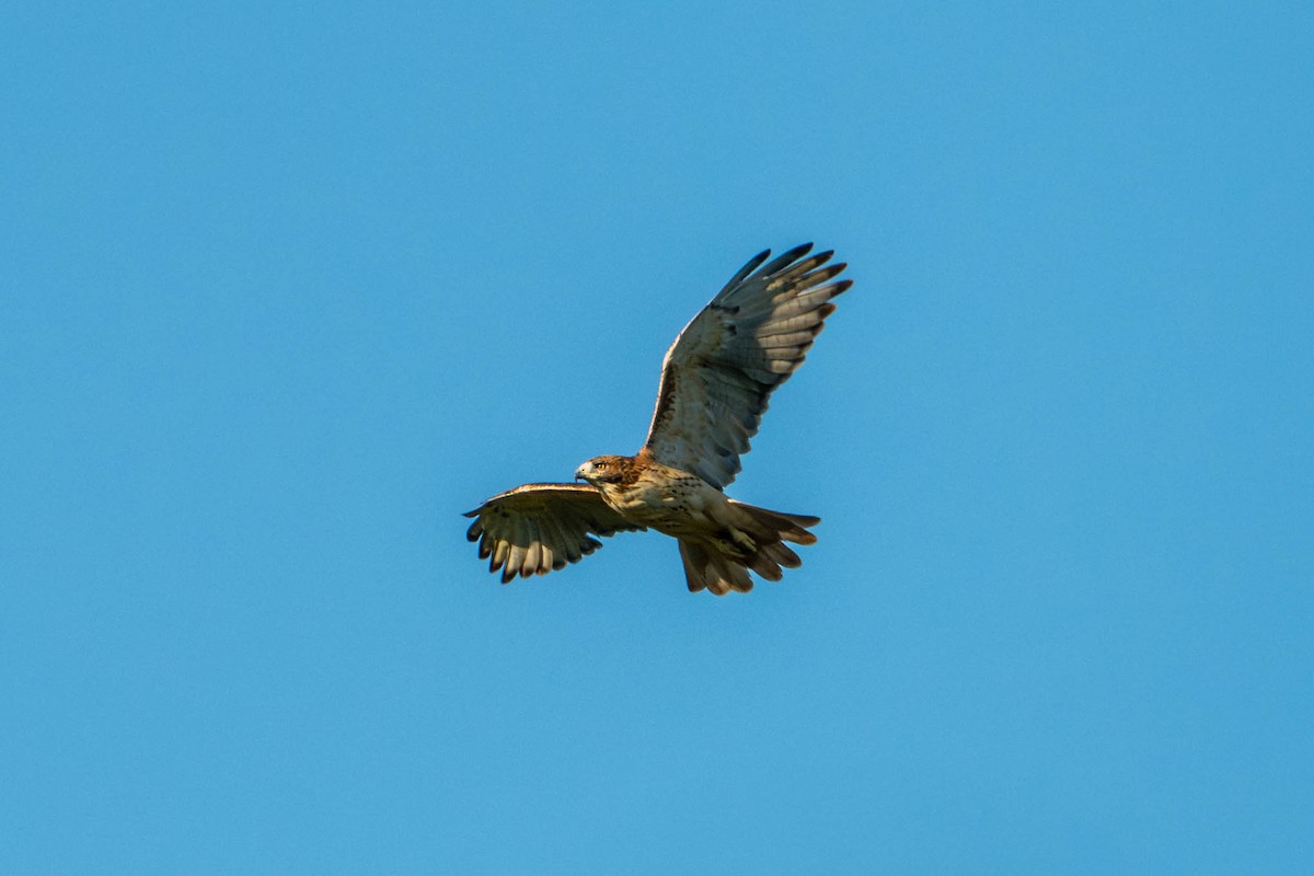 Red-tailed Hawk - ML643278465