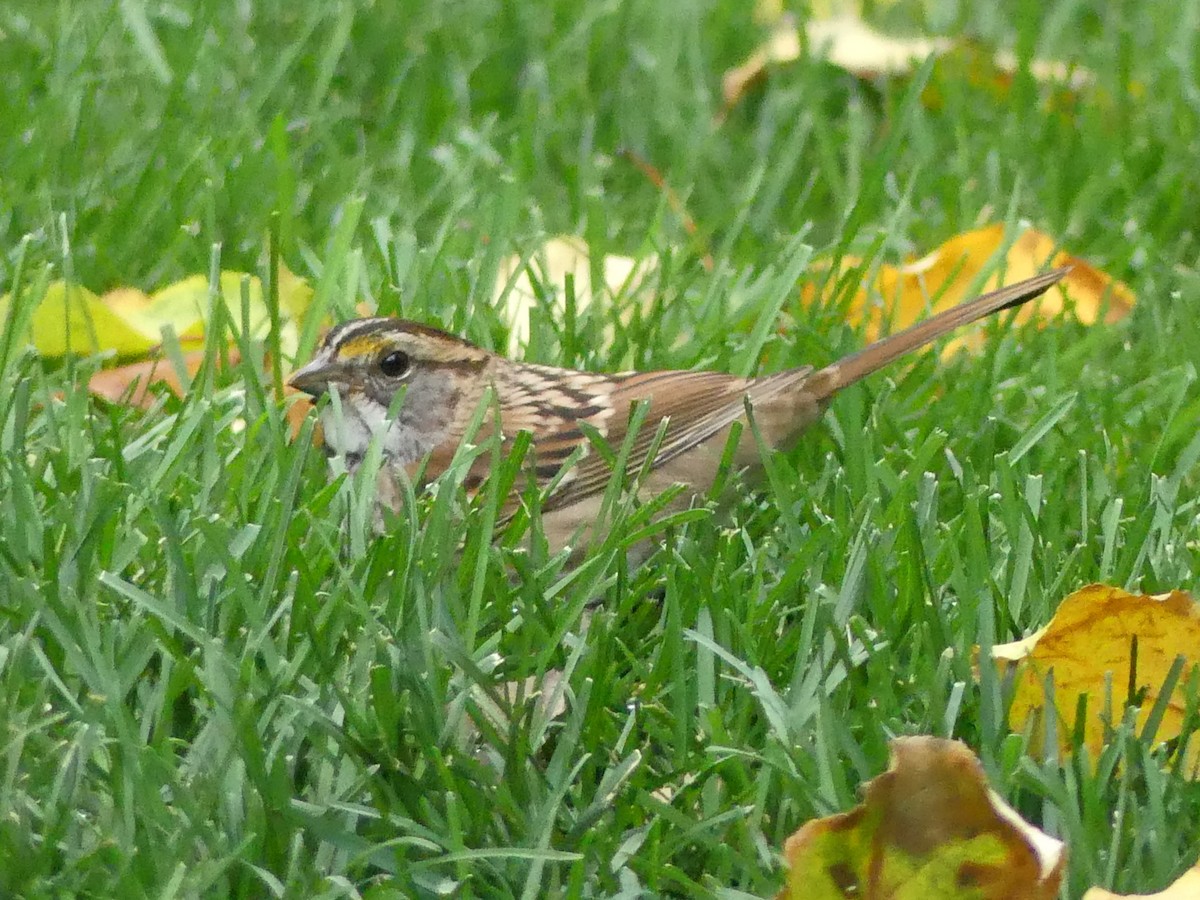 White-throated Sparrow - ML643278468