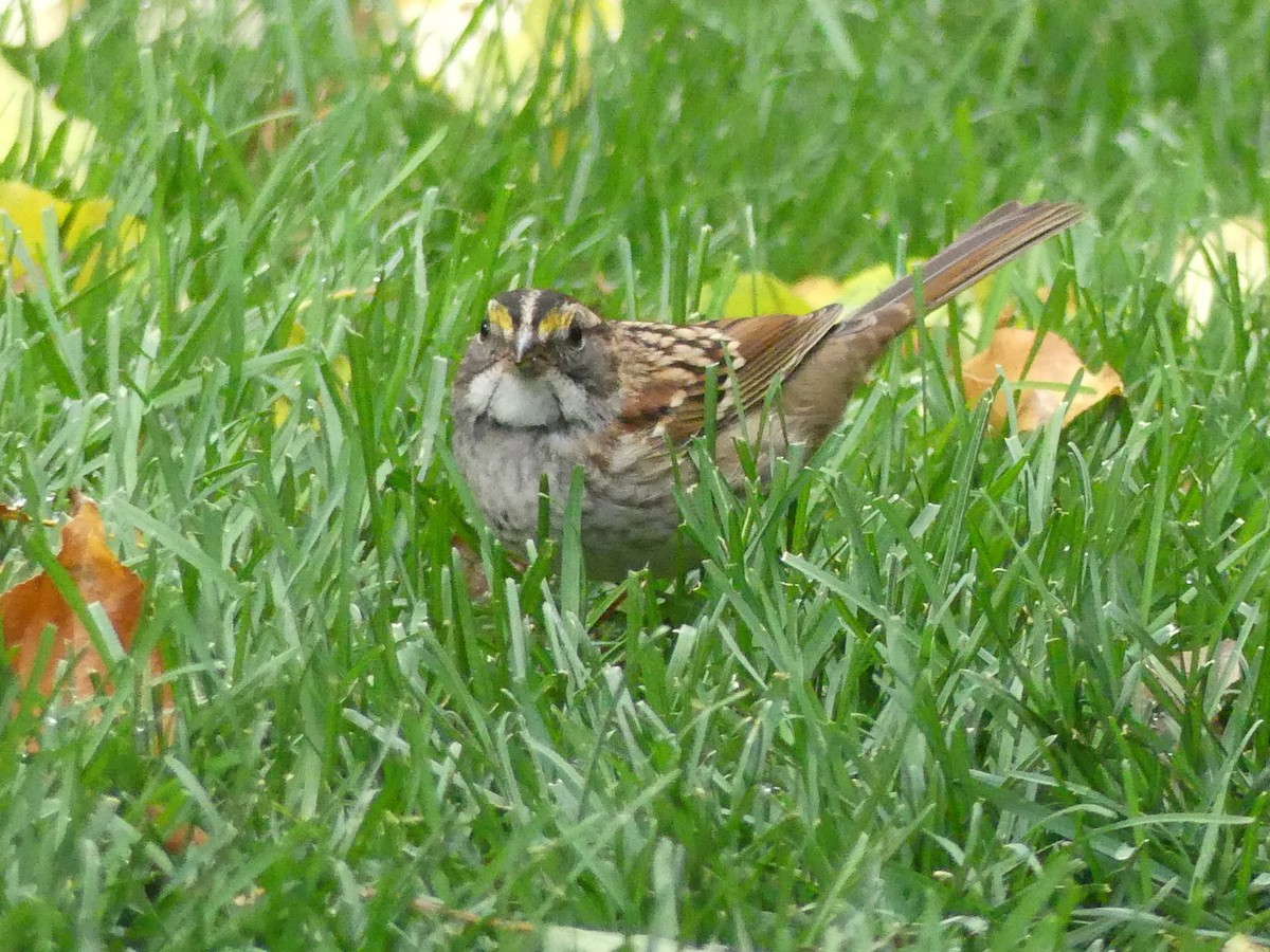 White-throated Sparrow - ML643278469