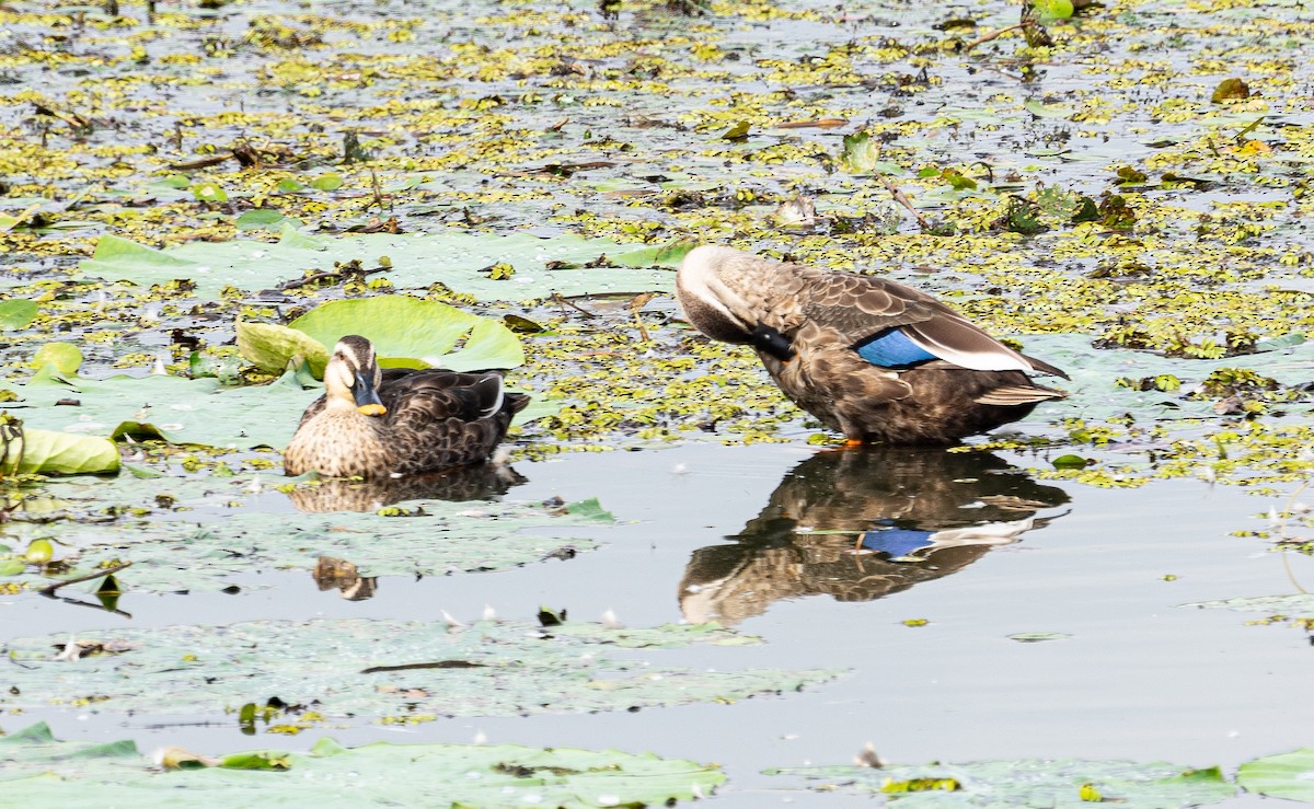 Eastern Spot-billed Duck - ML643278470