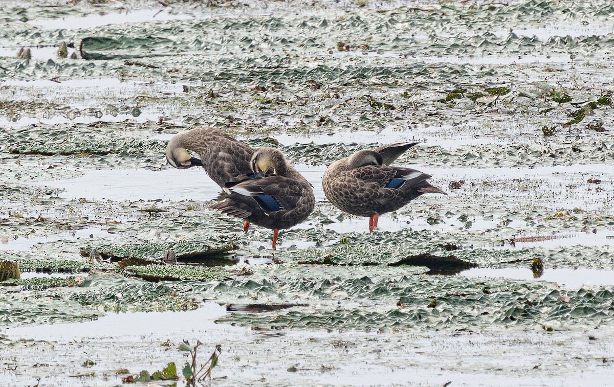 Eastern Spot-billed Duck - ML643278472