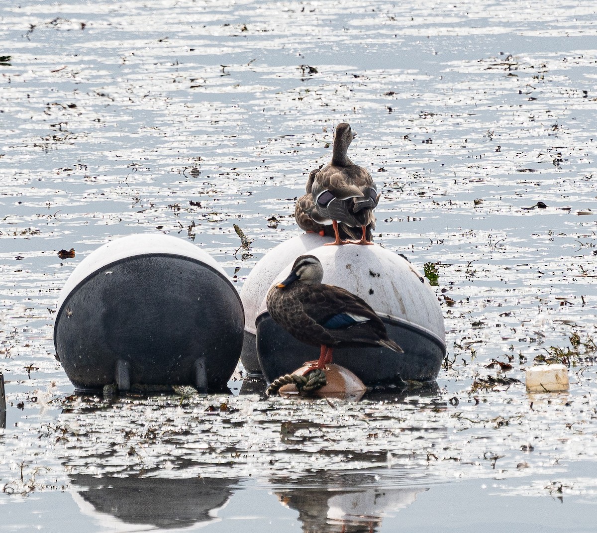 Eastern Spot-billed Duck - ML643278474