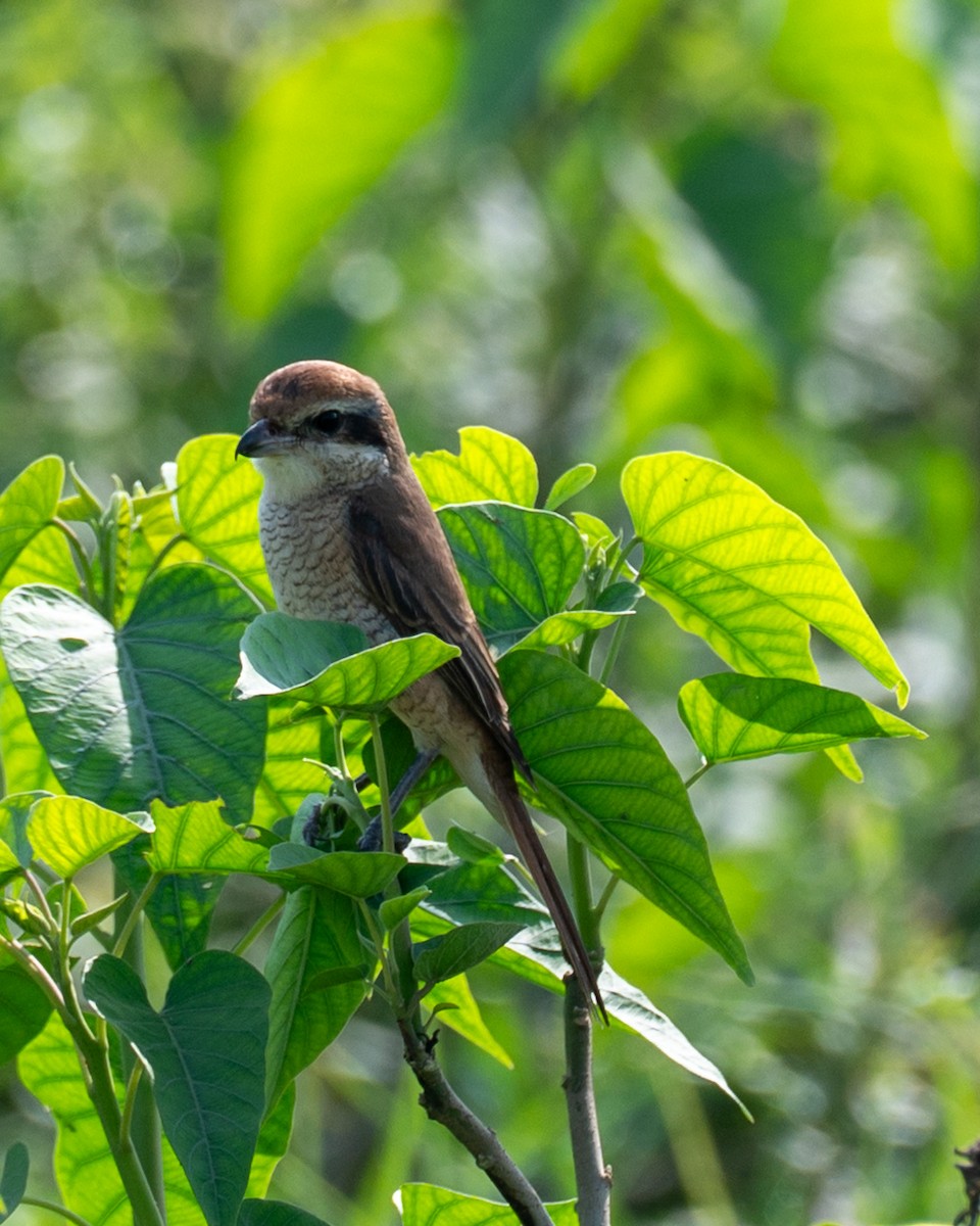 Brown Shrike - ML643278494