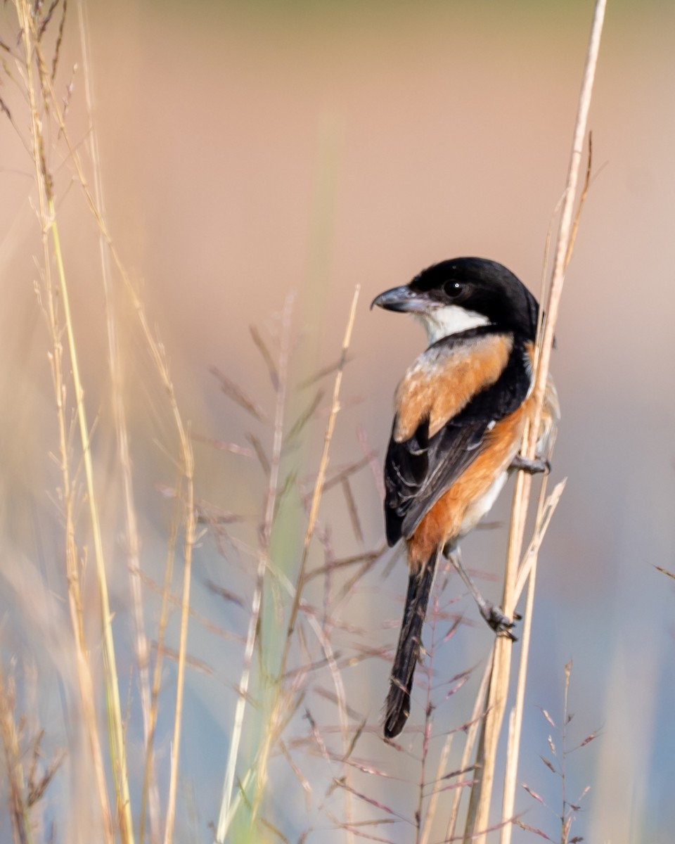 Long-tailed Shrike - ML643278512
