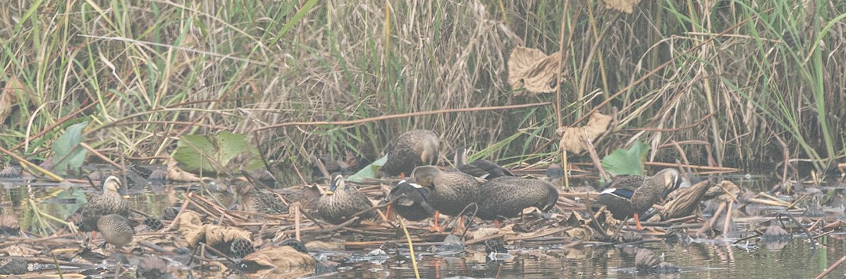 Eastern Spot-billed Duck - ML643278514