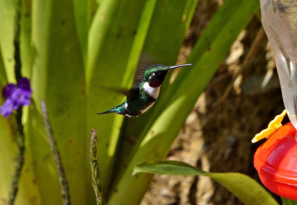 Colibri de Mulsant - ML643278525