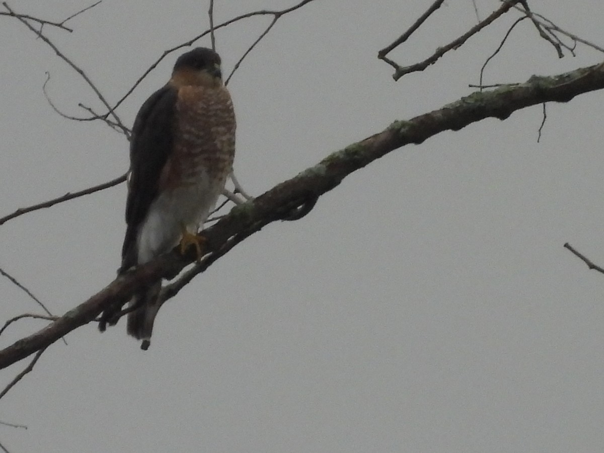 Sharp-shinned Hawk - ML643278531