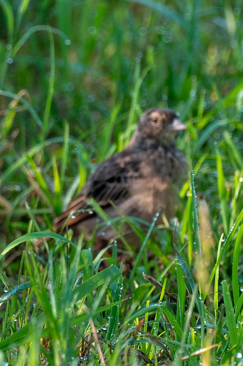 Bengal Bushlark - ML643278550