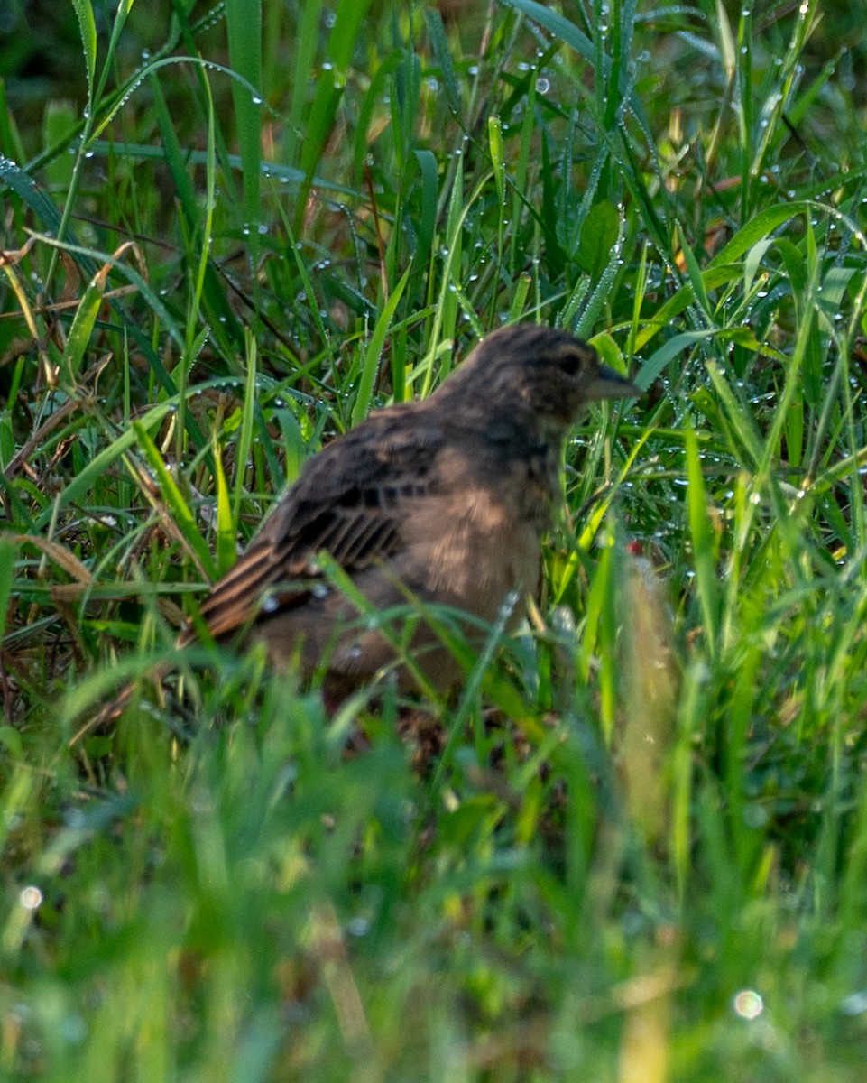 Bengal Bushlark - ML643278551