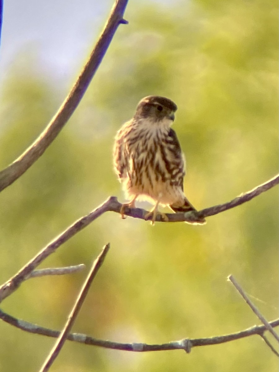 Merlin - ML643278552