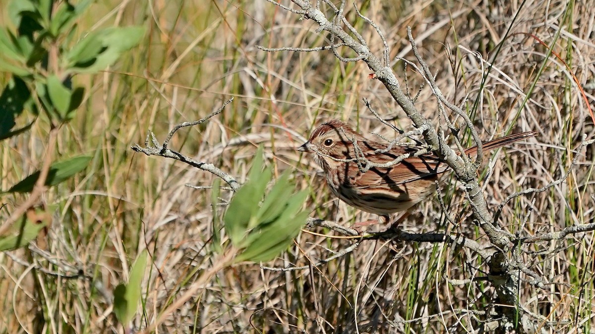 Song Sparrow - ML643278563